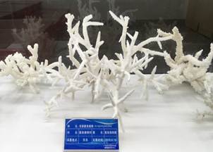 说明:L:\太阳集团tyc9728宣传片素材\2016微信公众号推送文件\照片\南海珊瑚礁生物标本馆以及部分科考展品-2.jpg